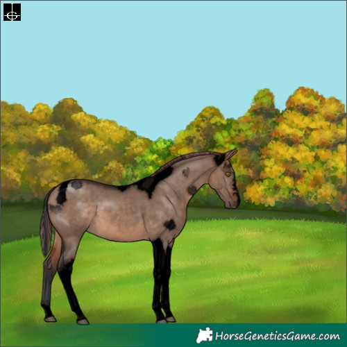 Horse Color:Void Painted Brown Dun Tobiano 