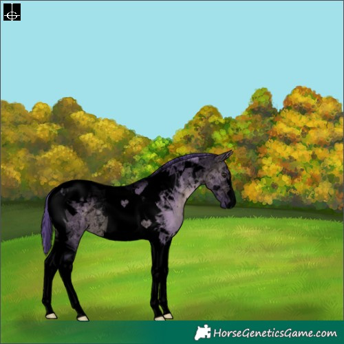 Horse Color:Void Watercolor Brown Dun Tobiano Appaloosa 