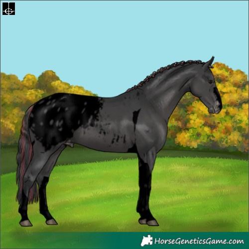 Horse Color:Void Painted Black Tobiano Appaloosa 