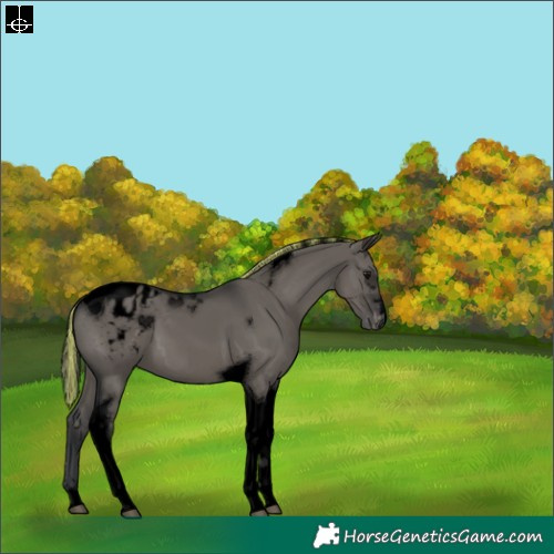 Horse Color:Void Painted Grullo Tobiano Appaloosa