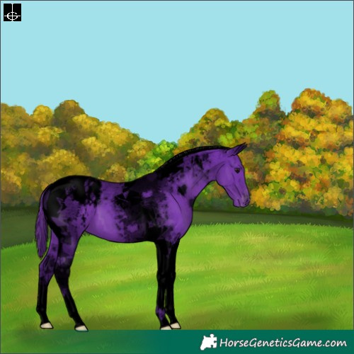 Horse Color:Void Watercolor Smoky Black Tobiano Appaloosa