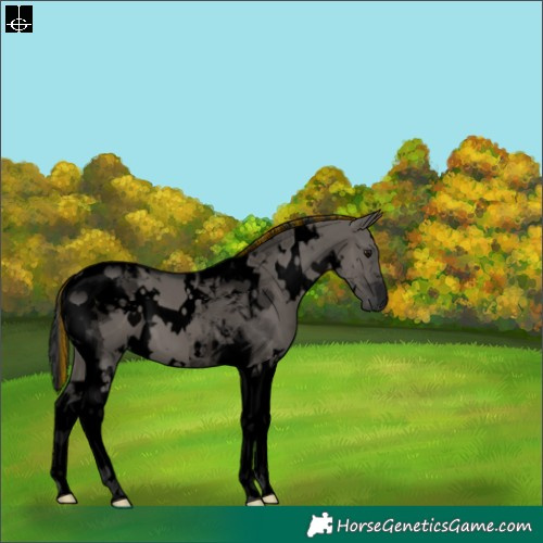 Horse Color:Void Painted White Spotted Grullo Tobiano 