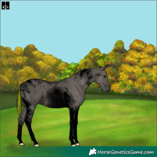 Horse Color:Void Painted Grullo Tobiano Rabicano 