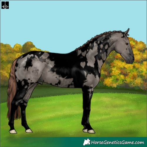 Horse Color:Void Painted White Spotted Grullo Tobiano 