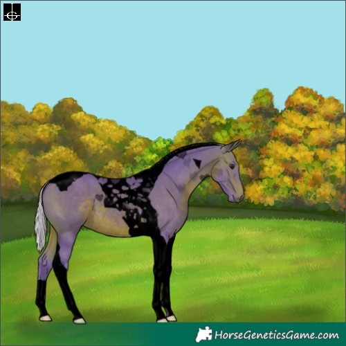 Horse Color:Void Watercolor Silver Brown Tobiano Rabicano