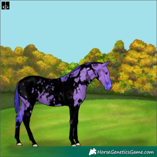 Horse Color:Void Watercolor White Spotted Grullo Tobiano Appaloosa Rabicano 