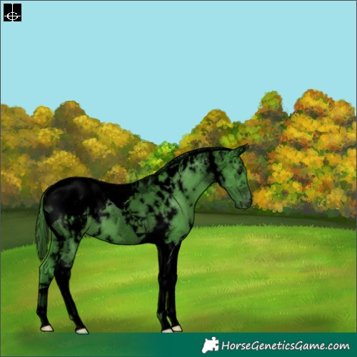 Horse Color:Void Watercolor White Spotted Smoky Black Tobiano Appaloosa 