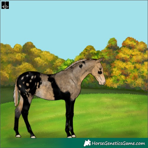 Horse Color:Void Painted Silver Buckskin Dun Tobiano Appaloosa Rabicano 