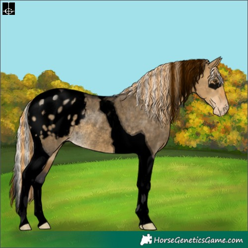 Horse Color:Void Painted Silver Buckskin Dun Tobiano Varnish Rabicano