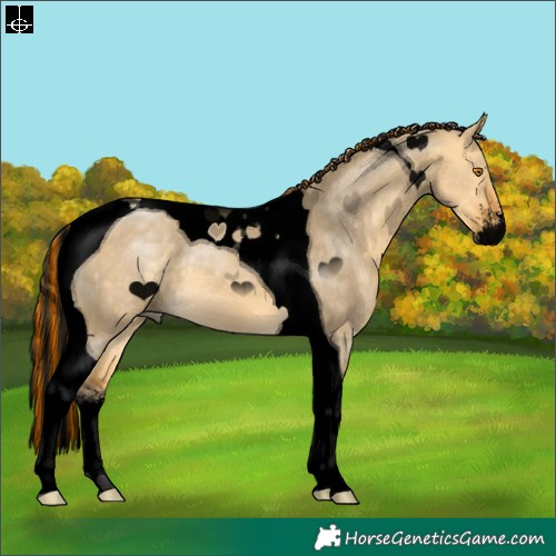 Horse Color:Void Painted Buckskin Dun Sabino Tobiano