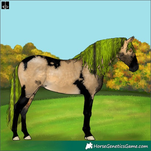Horse Color:Gray Void Painted Buckskin Dun Sabino Tobiano