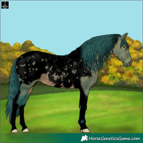 Horse Color:Gray Void Watercolor Brown Dun Tobiano Appaloosa Rabicano 