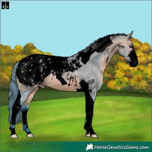 Horse Color:Void Watercolor Bay Dun Sabino Tobiano Blanket 