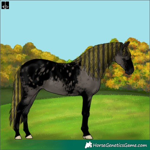 Horse Color:Gray Void Painted Smoky Grullo Sabino Tobiano Appaloosa 