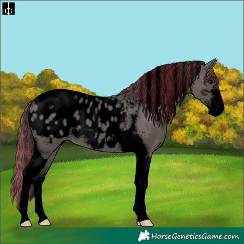 Horse Color:Void Painted Grullo Sabino Tobiano Appaloosa 