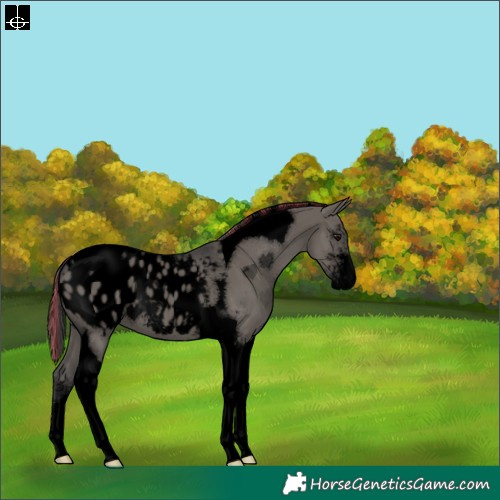 Horse Color:Void Painted Grullo Sabino Tobiano Appaloosa 
