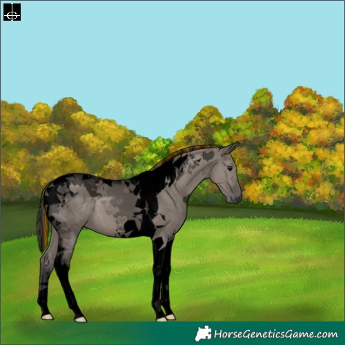 Horse Color:Void Painted Grullo Tobiano 