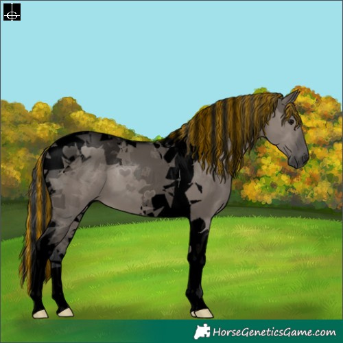 Horse Color:Void Painted Grullo Tobiano