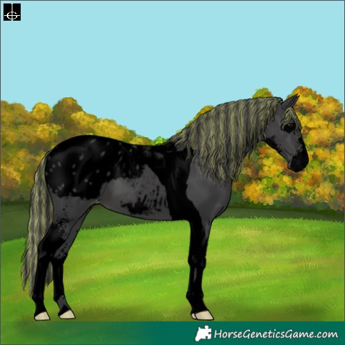 Horse Color:Void Painted Black Sabino Tobiano Appaloosa
