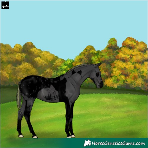 Horse Color:Void Painted Black Sabino Tobiano Appaloosa 