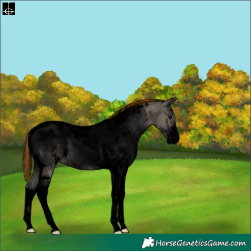 Horse Color:Void Painted Grullo Sabino Tobiano 