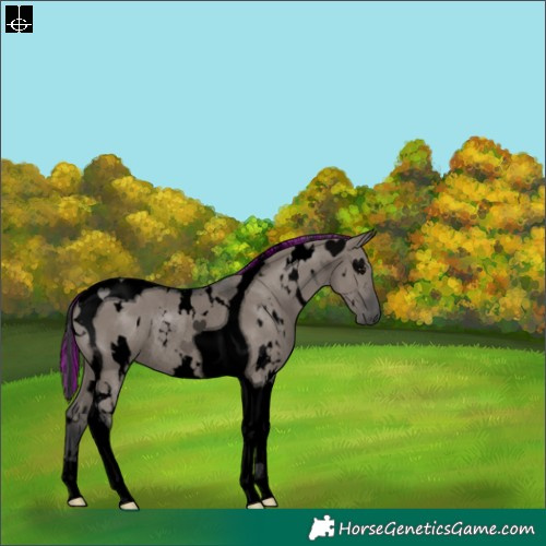 Horse Color:Void Painted White Spotted Grullo Tobiano Rabicano 
