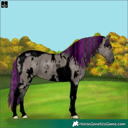 Horse Color:Void Painted White Spotted Grullo Tobiano Rabicano 