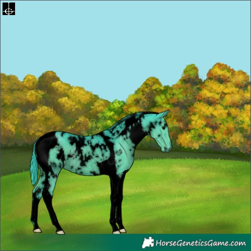 Horse Color:Void Watercolor White Spotted Black Tobiano Rabicano