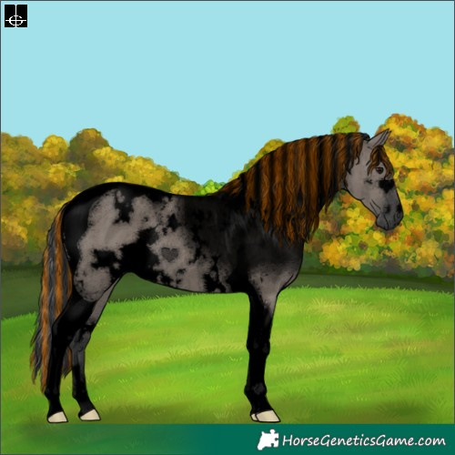 Horse Color:Void Painted White Spotted Grullo Tobiano Brindle