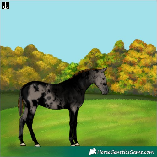 Horse Color:Void Painted White Spotted Grullo Tobiano Brindle 