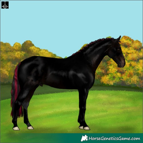 Horse Color:Void Painted Brown Tobiano Appaloosa 