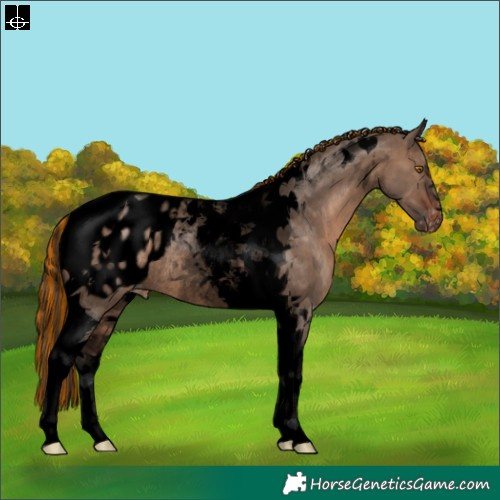Horse Color:Void Painted Brown Dun Tobiano Appaloosa Rabicano