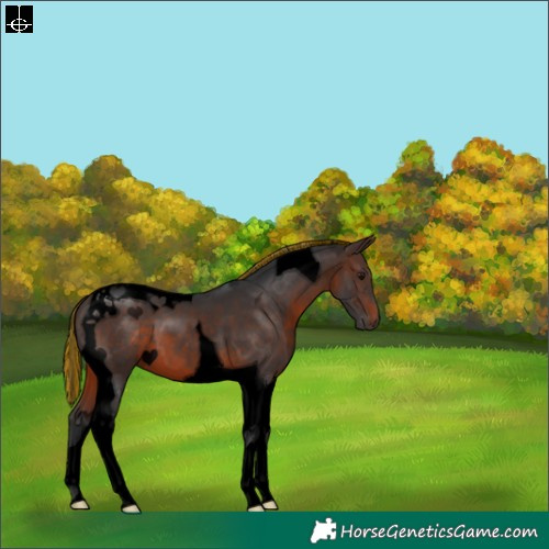 Horse Color:Void Painted Brown Tobiano 