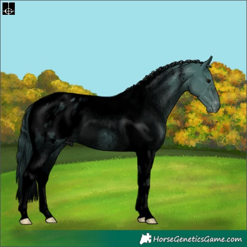 Horse Color:Void Watercolor Black Tobiano Appaloosa 