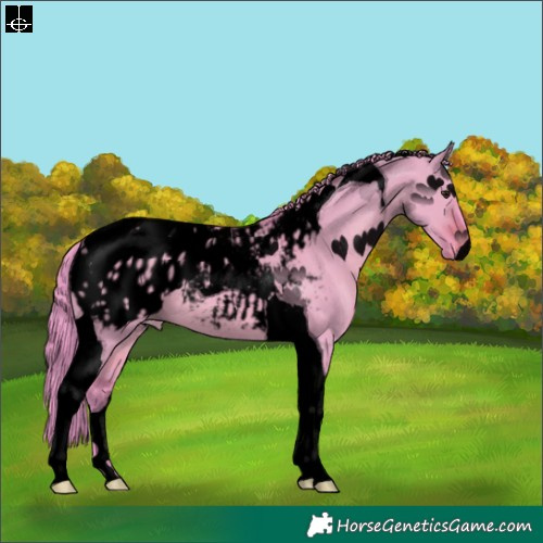 Horse Color:Void Watercolor Brown Dun Tobiano Appaloosa