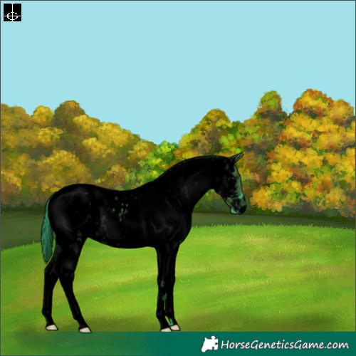 Horse Color:Void Watercolor White Spotted Grullo Tobiano Appaloosa Rabicano Brindle 