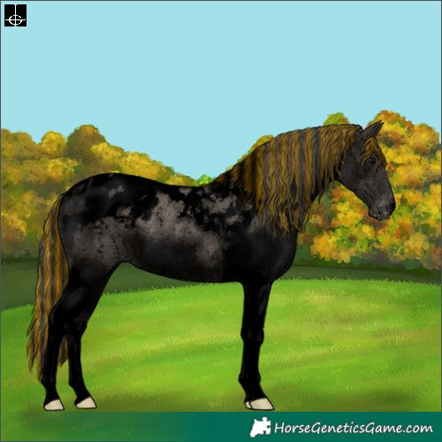 Horse Color:Void Painted Grullo Tobiano Appaloosa Rabicano Brindle 
