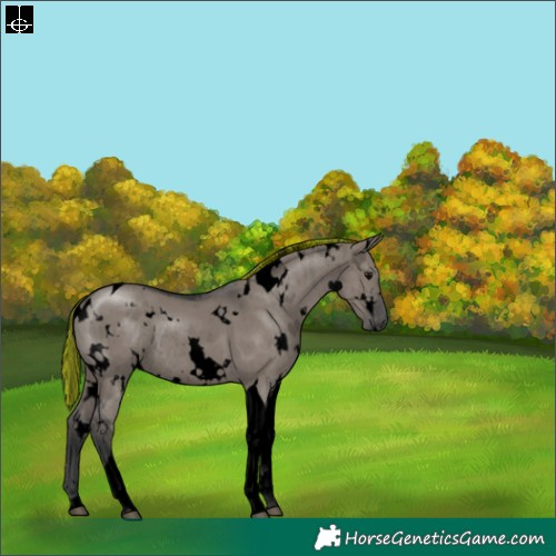 Horse Color:Void Painted White Spotted Grullo Tobiano Rabicano Brindle 