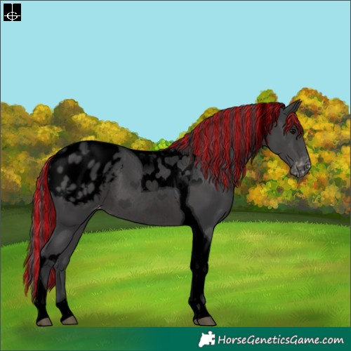 Horse Color:Void Painted Black Tobiano Appaloosa Rabicano 