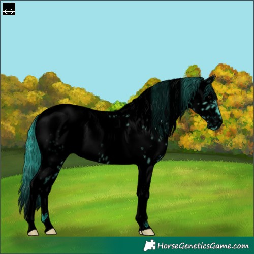 Horse Color:Void Watercolor White Spotted Grullo Tobiano Near Leopard Rabicano 