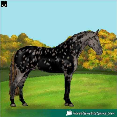 Horse Color:Void Painted Grullo Tobiano Appaloosa Rabicano Brindle