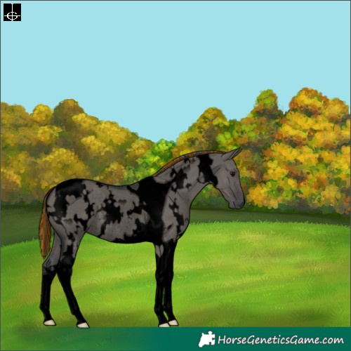 Horse Color:Void Painted White Spotted Grullo Tobiano Rabicano 