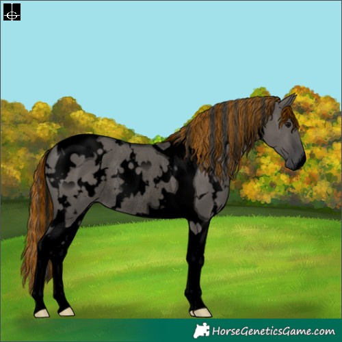 Horse Color:Void Painted White Spotted Grullo Tobiano Rabicano