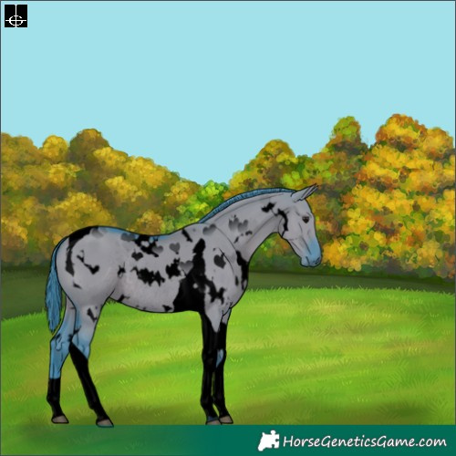 Horse Color:Void Watercolor White Spotted Grullo Tobiano Rabicano 