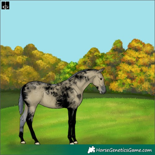 Horse Color:Void Watercolor Grullo Tobiano 