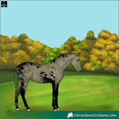 Horse Color:Void Watercolor Grullo Tobiano Rabicano 