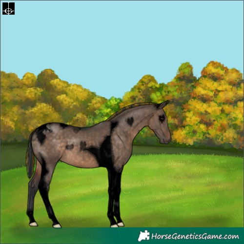 Horse Color:Void Painted Brown Dun Tobiano 