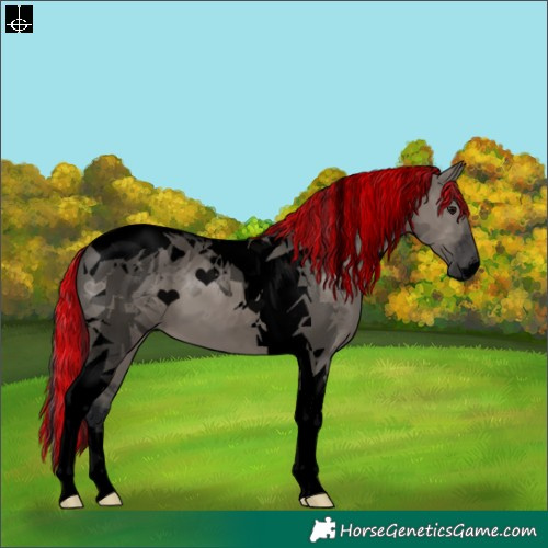 Horse Color:Void Painted Grullo Tobiano