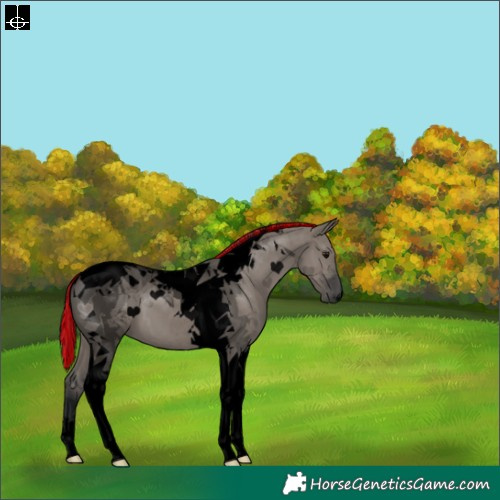 Horse Color:Void Painted Grullo Tobiano 