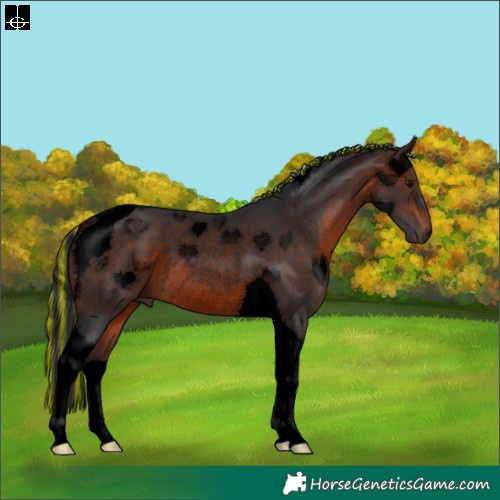 Horse Color:Void Painted Brown Tobiano Rabicano 